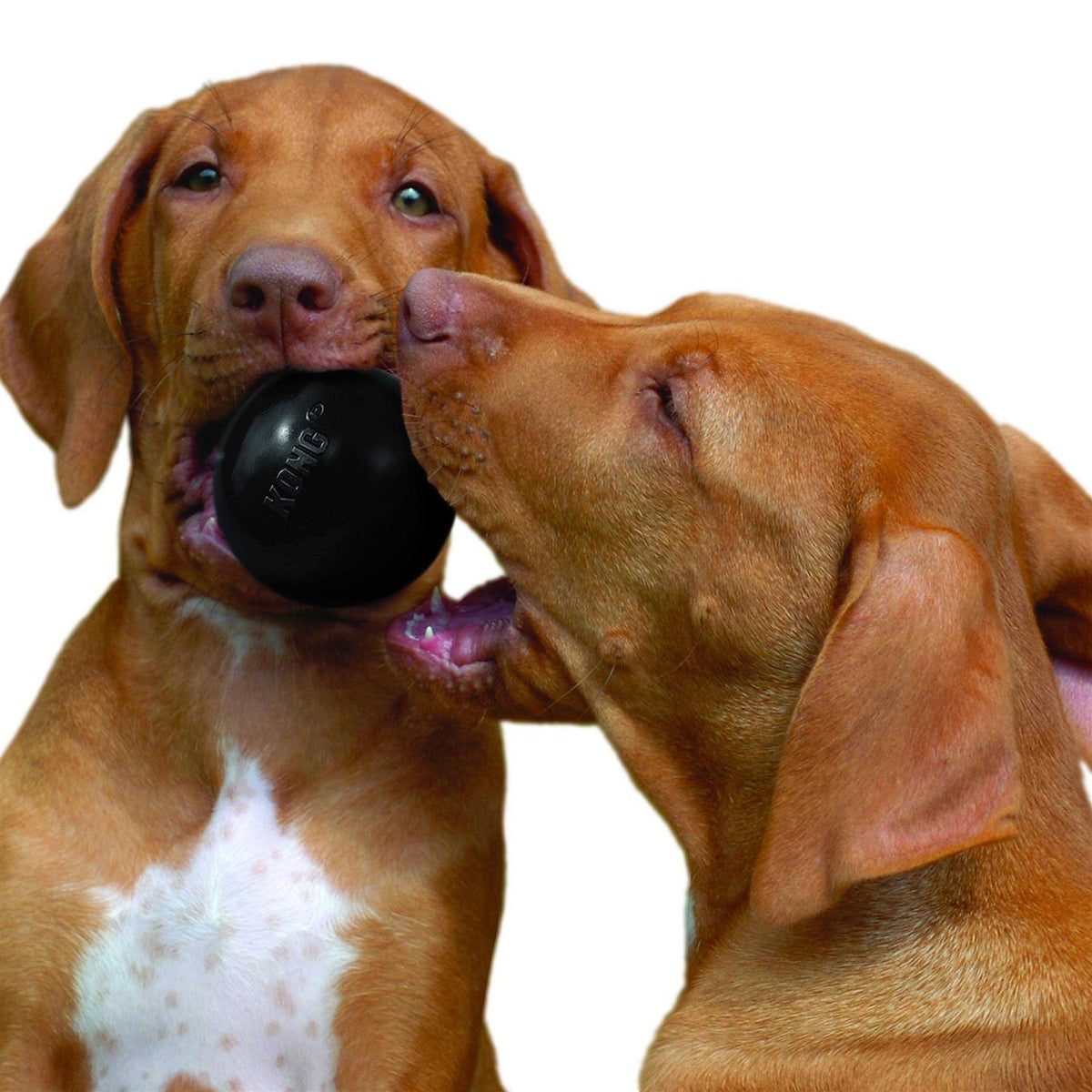 KONG Ball Dog Toy I556639