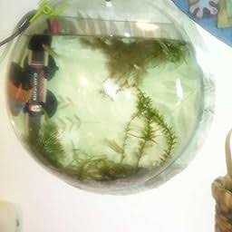 Wall Mounted Acrylic Fish Bowl S7243